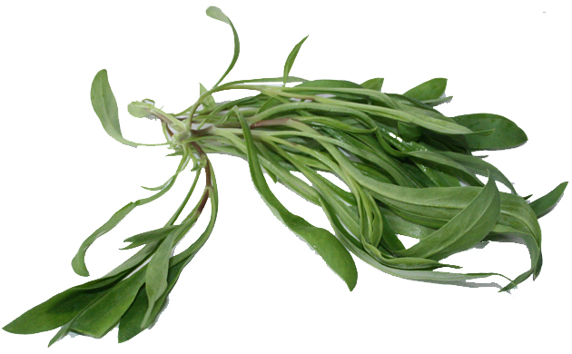 ワトム農園収穫情報 Ristorante Cucina